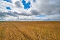 ÃÂ¡ereal fields. Spikelets in the field, cereal fields.
